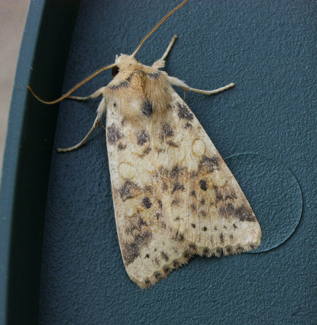 Cirrhia ocellaris - fakó sárgabagoly