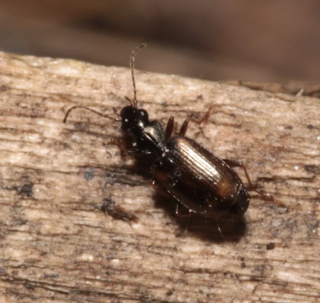 Syntomus obscuroguttatus - négyfoltos gyökérfutó