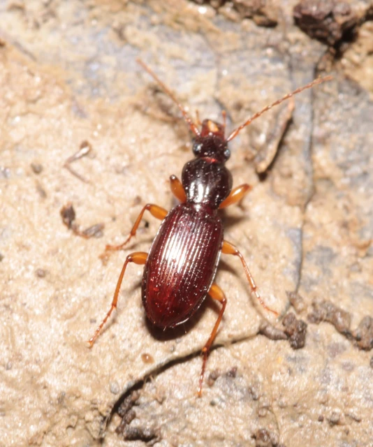 Stomis pumicatus - kaszásfutó