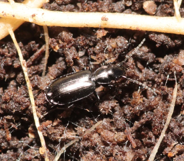 Microlestes