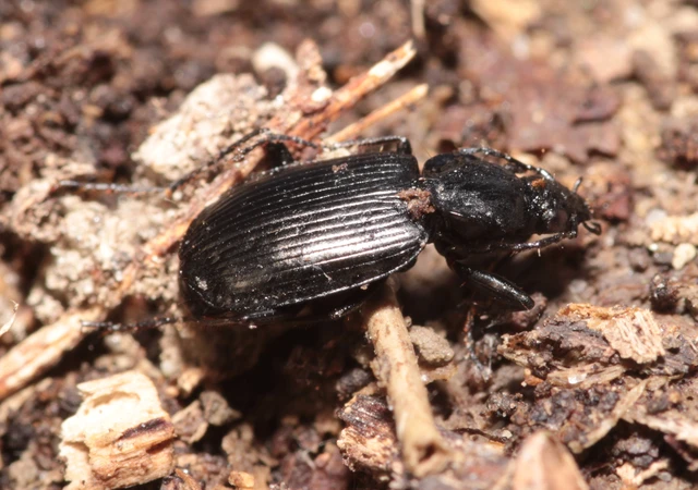 Agonum Agonum