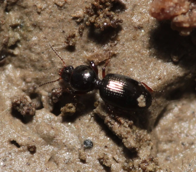 Dyschirius