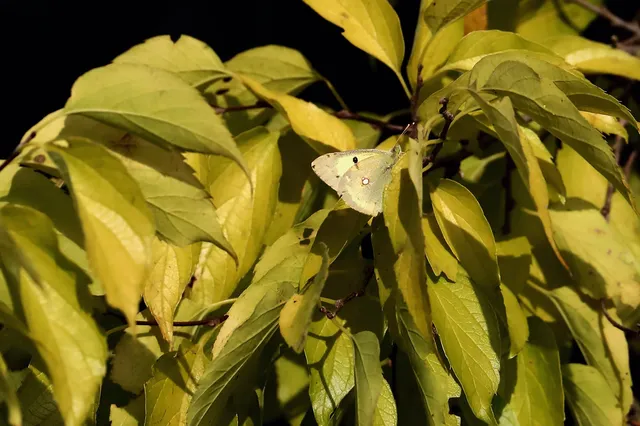 Colias erate - csángó-kéneslepke