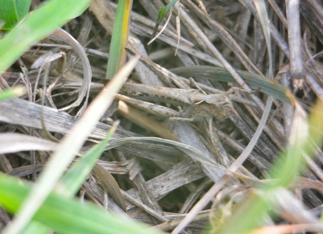 Chorthippus