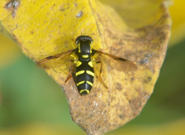 Xanthogramma