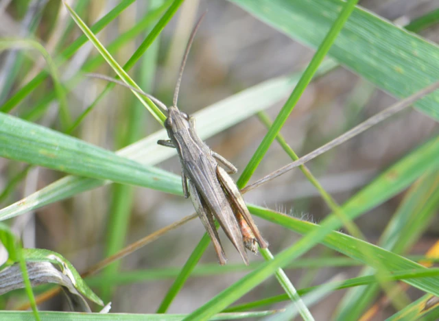 Chorthippus dorsatus - hátas rétisáska