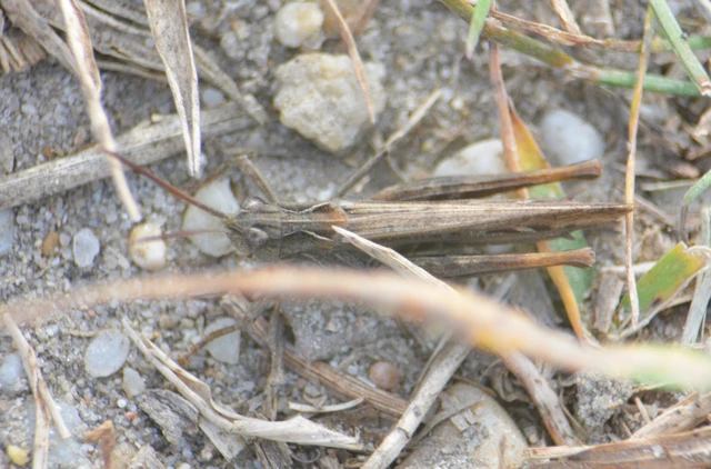 Chorthippus (Glyptobothrus) (subgenus)