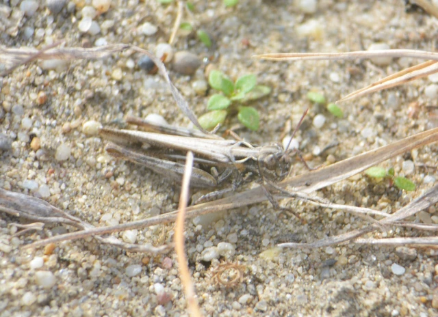 Omocestus minutus - apró tarlósáska