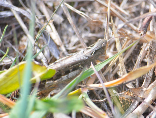 Chorthippus