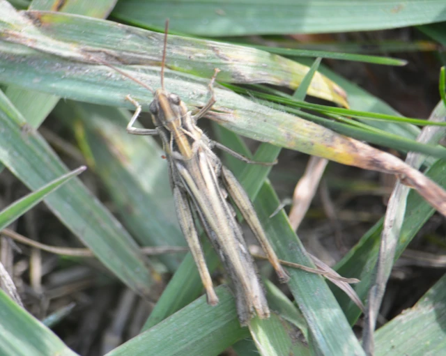 Chorthippus (Glyptobothrus) (subgenus)