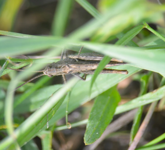 Chorthippus