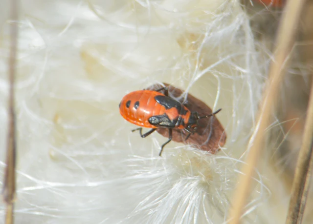 Pyrrhocoris apterus - verőköltő poloska