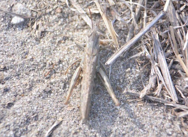 Chorthippus (Glyptobothrus) (subgenus)