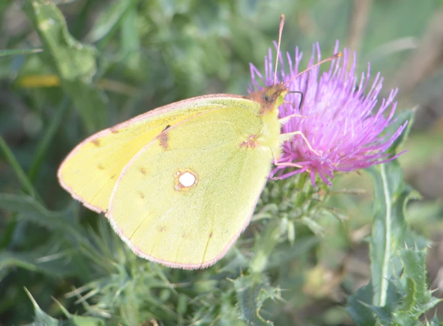 Colias croceus - sáfránylepke