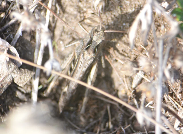 Chorthippus (Glyptobothrus) (subgenus)