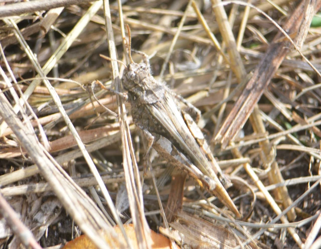 Acrotylus insubricus - önbeásósáska