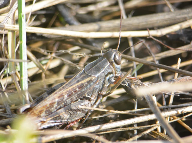 Calliptamus italicus - olaszsáska