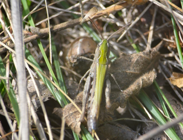 Chorthippus