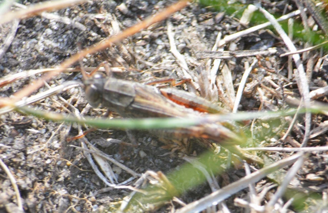 Calliptamus italicus - olaszsáska