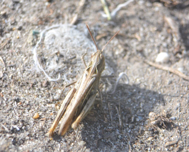 Chorthippus