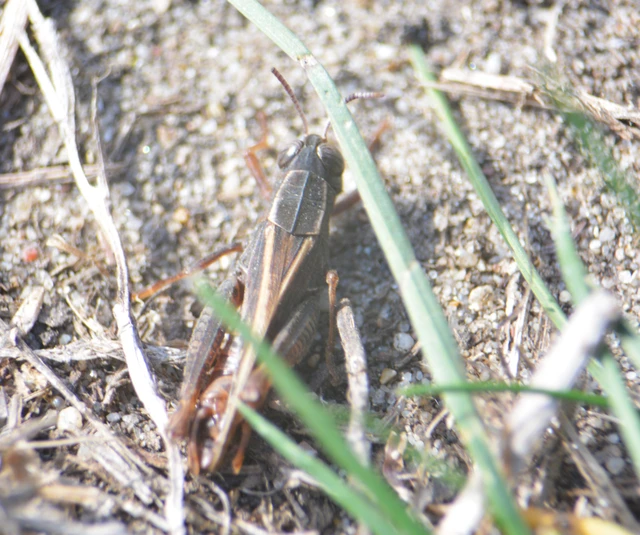 Calliptamus italicus - olaszsáska