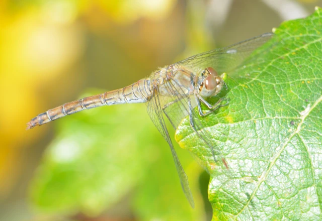 Sympetrum striolatum - harántsávos katona-szitakötő