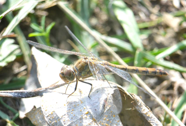 Sympetrum striolatum - harántsávos katona-szitakötő