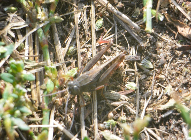Calliptamus italicus - olaszsáska