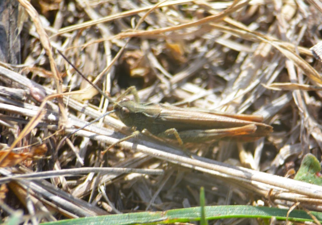 Chorthippus (Glyptobothrus) (subgenus)
