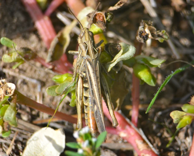 Chorthippus (Glyptobothrus) (subgenus)