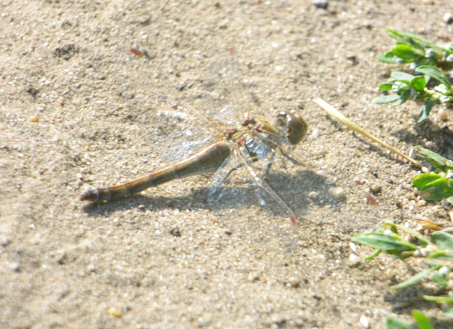 Sympetrum striolatum - harántsávos katona-szitakötő