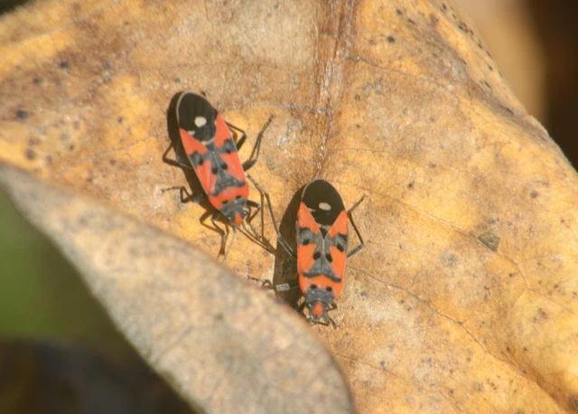 Lygaeus equestris/simulans