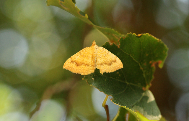 Camptogramma bilineata - kétvonalas sávosaraszoló