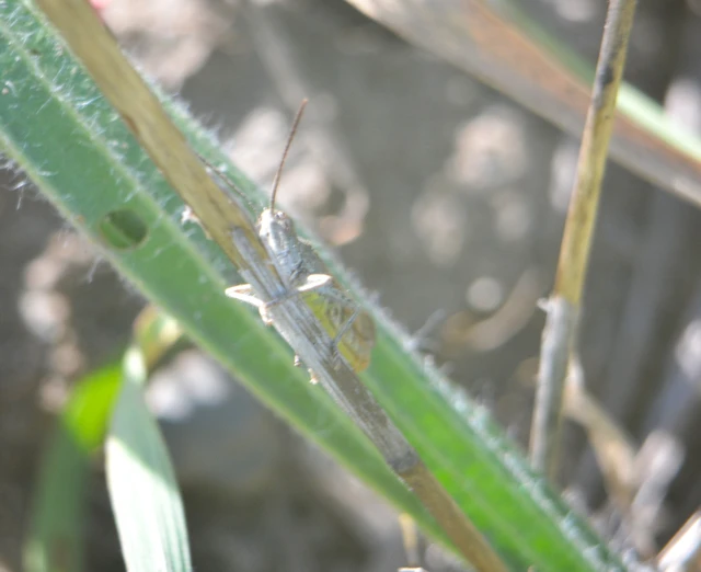 Chorthippus (Glyptobothrus) (subgenus)