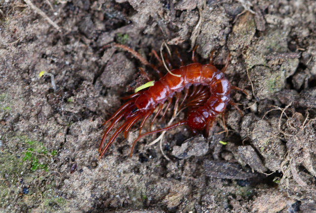 Chilopoda - Százlábúak