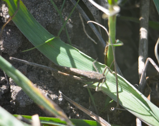 Chorthippus (Glyptobothrus) (subgenus)