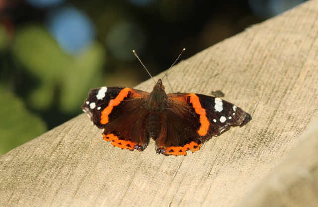 Vanessa atalanta - atalantalepke