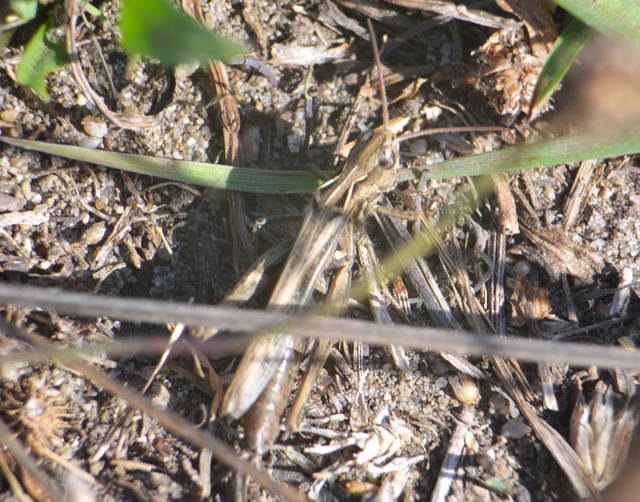 Chorthippus (Glyptobothrus) (subgenus)