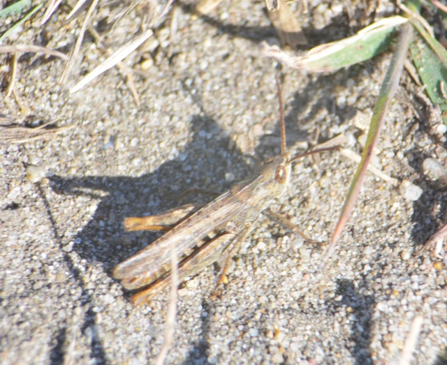Chorthippus