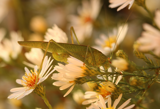 Phaneroptera nana - pontozott repülőszöcske