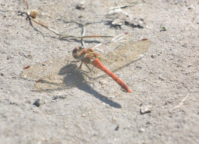 Sympetrum striolatum - harántsávos katona-szitakötő