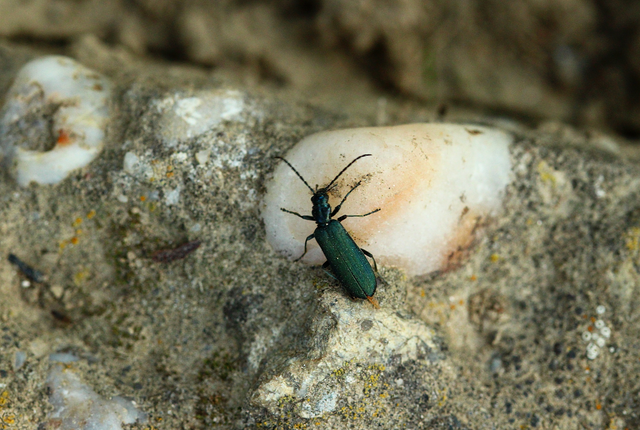 Ischnomera