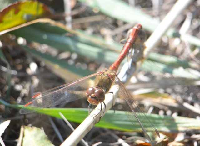 Sympetrum striolatum - harántsávos katona-szitakötő