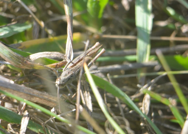 Chorthippus (Glyptobothrus) (subgenus)
