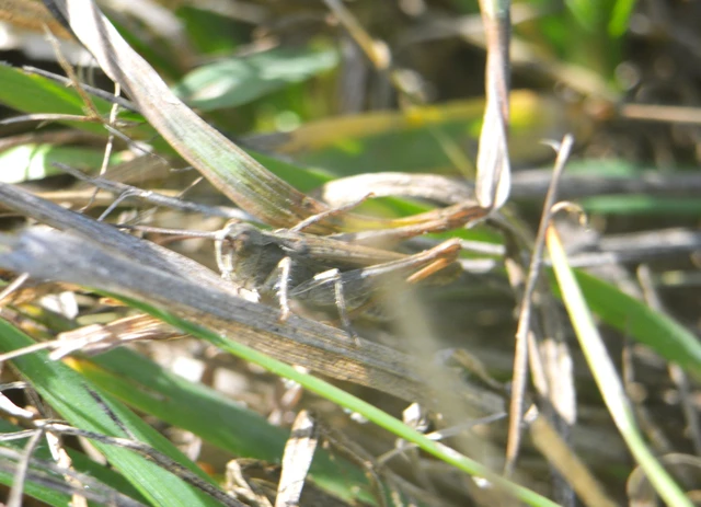 Chorthippus (Glyptobothrus) (subgenus)