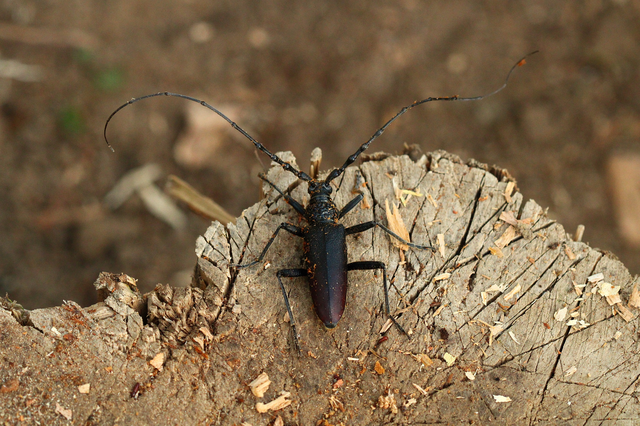 Cerambyx cerdo - nagy hőscincér