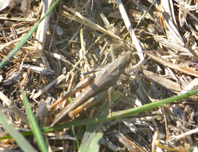 Chorthippus (Glyptobothrus) (subgenus)
