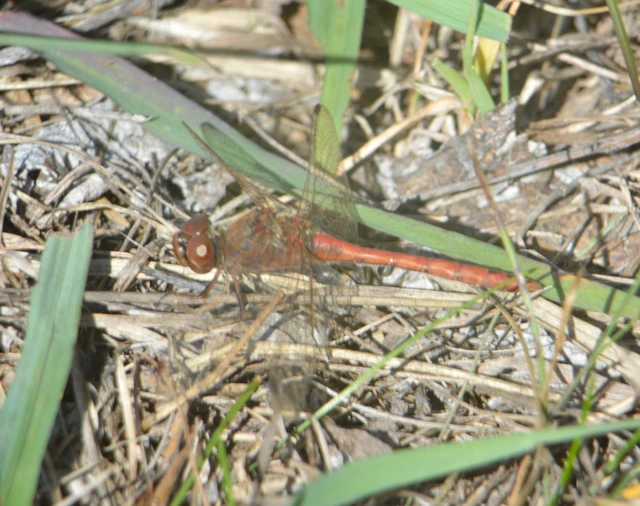 Sympetrum vulgatum - barkós katona-szitakötő