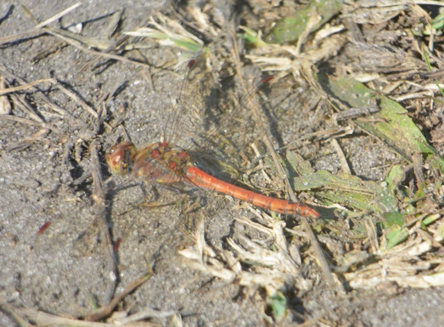 Sympetrum striolatum - harántsávos katona-szitakötő