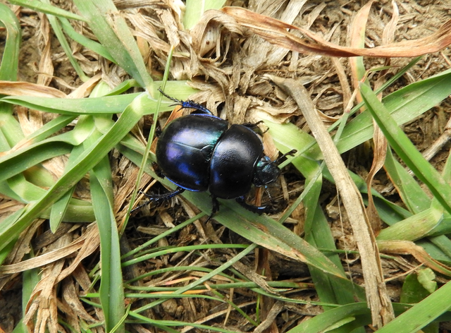 Trypocopris vernalis - tavaszi álganéjtúró